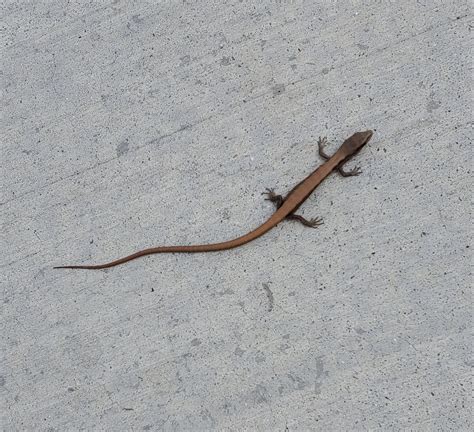What Type Of Lizard Found In Southern California Rlizards
