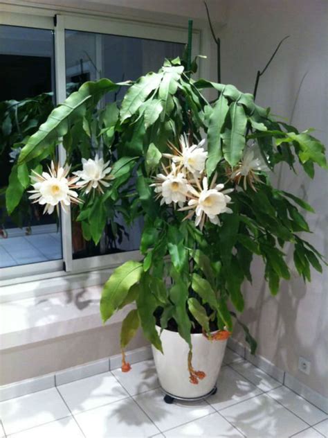 The drama is so very dramatic. Epiphyllum oxypetalum (Queen of the Night) | World of ...