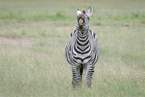 Offspring of a donkey sire and zebra dam are called a donkra and offspring of a horse sire and a zebra dam called a hebra do exist. Zebra Teeth | Sean Crane Photography