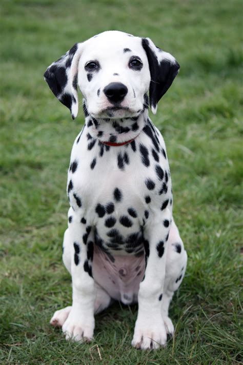 Dalmatian Breed Photos Temperaments And Trivia About The Breed