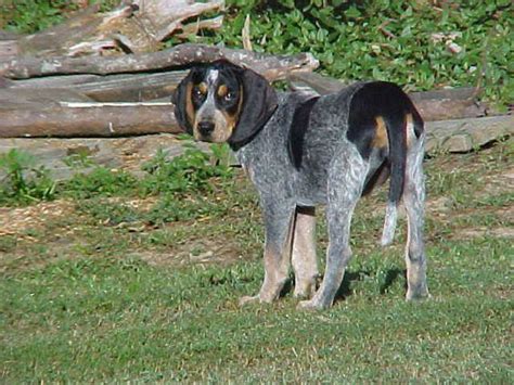 The Bluetick Coonhound Is The State Dog Of Tennessee Where It Is Said