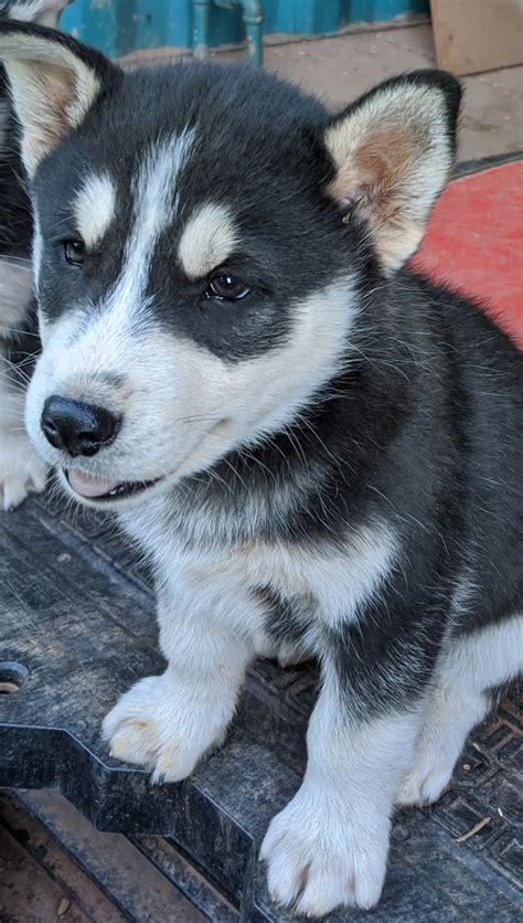 The siberian husky was bred before the alaskan husky, but the alaskan husky has gained popularity because of its incredible speed in sled dog races and remains the best racing sled dog in the world. Siberian Husky Puppies For Sale | Snowflake, AZ #327876