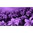 Cool Purple Wallpaper  HD Desktop Wallpapers 4k