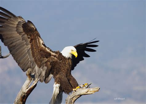 Eagle Landing Pentax User Photo Gallery