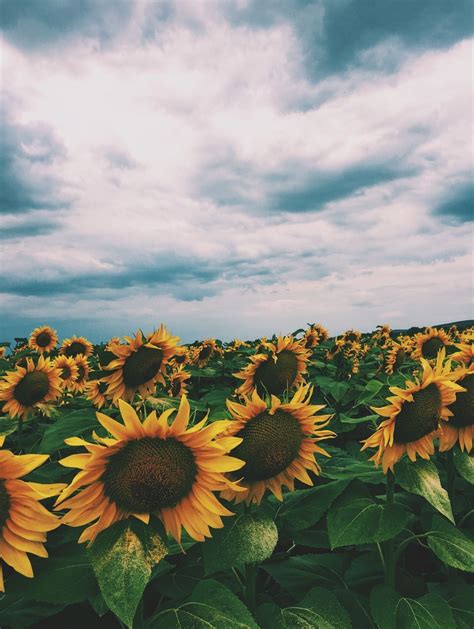 Clouds Sunflower Aesthetic Wallpapers - Wallpaper Cave