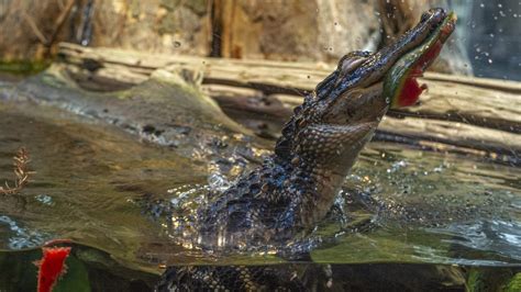 The Importance Of Animal Enrichment · Tennessee Aquarium