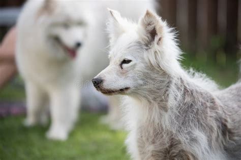 Alopecia Disease Samoyed Dog Dermatitis And Itching Of Dogs Stock