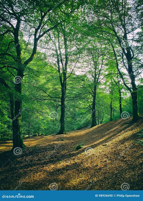 Forest Clearing In Sloping Hilly Woodland Stock Photo Image Of Glade