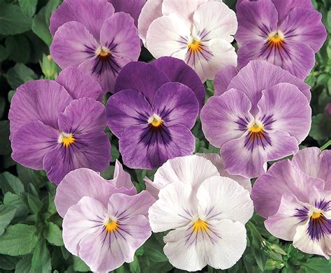 Viola X Wittrockiana Pas284643 Pansy Panola Lilac Shades From