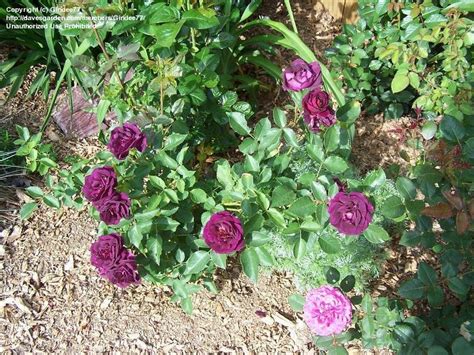 Plantfiles Pictures Shrub Rose Midnight Blue Rosa By Rosinabloom