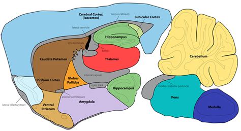 Mouse Brain Anatomy Anatomical Charts And Posters