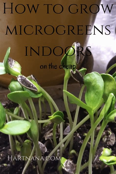 How To Grow Microgreens Indoors Without Soil Winter Nutrition