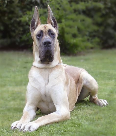 Queste stampe d'arte di alano sono stampe a prezzi accessibili di altissima qualità che. Esemplare di alano fulvo adulto | Cani di razza: alano o ...