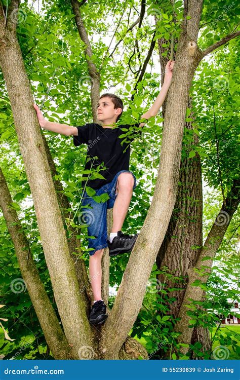 Boy Climbing Tree Looking To Left Stock Photo Image 55230839