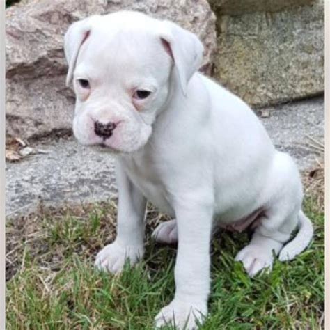 Adorable Boxer Puppy For Sale Adoption From Colorado Colorado Denver