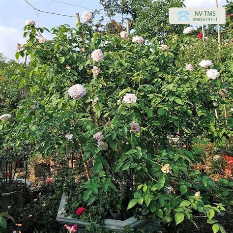 Kính thưa quý vị, hôm nay phương hằng tôi sẽ chính thức khởi kiện nghệ sỹ nhân dân hồng vân và đạo. Giá Bán, Cách Chăm Sóc Cây Hoa Hồng cổ Vân Khôi - Nhà vườn ...