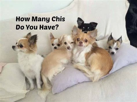 A person can find chihuahua puppies for free at a local animal shelter. How many chis do you have? | Chihuahua funny, Chihuahua ...