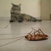 Most pest control companies spray both the interior and exterior. Pest Control | ThriftyFun