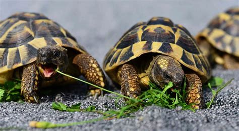 Which Plants Or Weeds Are Edible For Tortoises Domestic Harmony With