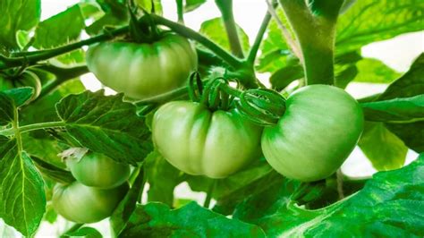8 Factors For Profitable Vegetable Farming