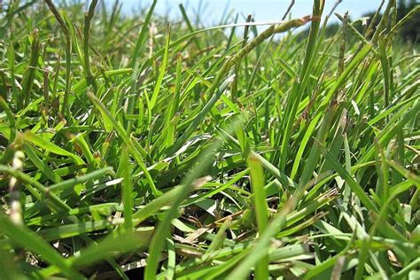 How To Plant Centipede Grass Seed