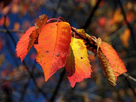 Red Autumn Leaves Stock Photo Image Of Leaves Stem Trees 537928