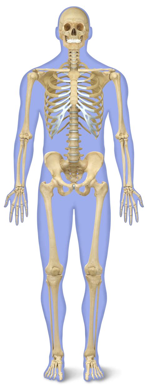 Human Anatomy Of Bones