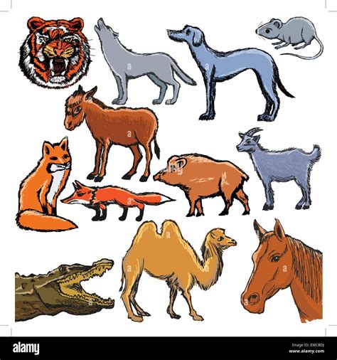 Set Of Different Animals Stock Vector Image And Art Alamy