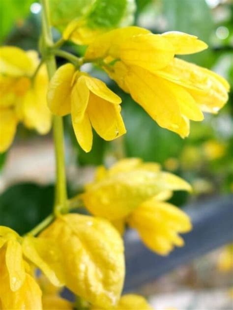 5 Beautiful Yellow Flowering Vines Youll Love In Your Garden