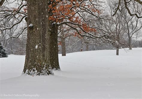 Winter Michigan Trees Snow Landscapes Nature