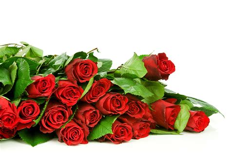 Photos Red Roses Flowers Many