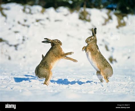 Two European Hares Fighting In The Snow Lepus Europaeus Stock Photo