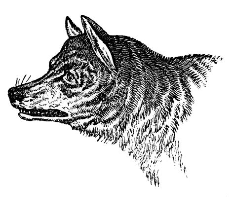 Vintage Clip Art Wolves And Wolf Skull The Graphics Fairy