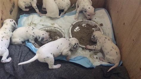 Dalmatian Pups Eating Solid Food For The First Time Youtube