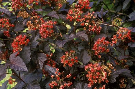 Explore more like golden ninebark companion plants. Growing Ninebark Shrubs in the Home Landscape