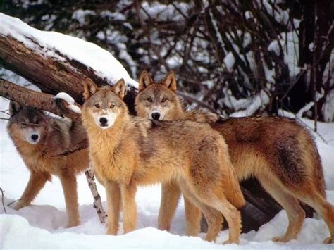 We did not find results for: How the Reintroduction of Wolves Has Literally Changed the ...