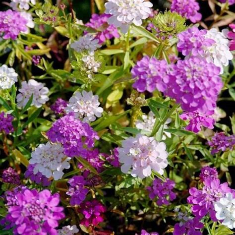 Candytuft Seeds Mixed Colors Flower Seedlings Flower Seeds