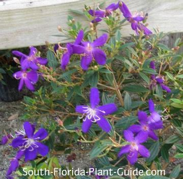Florida trees florida native plants florida gardening plant guide south florida red flowers trees to plant peacock butterfly white peacock. Dwarf Tibouchina