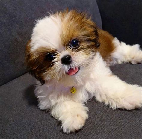 Available Puppies Shih Tzu Breeders Homes Shitzu Puppies Free