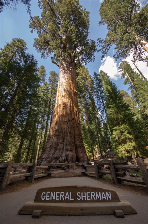 Sequoia National Park Kevins Travel Blog