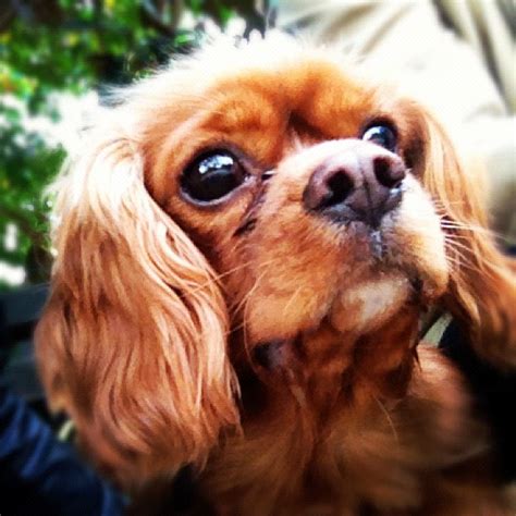 The cavalier king charles spaniel is an elegant, royal, toy spaniel, slightly longer than tall, with moderate bone. Duke - Ruby Cavalier King Charles Spaniel - Cavalier King ...