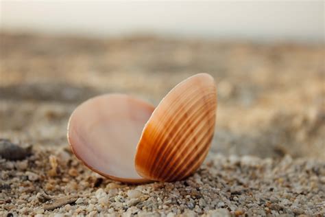 Free Picture Shell Seashell Sand Mollusk Ground Summer Beach