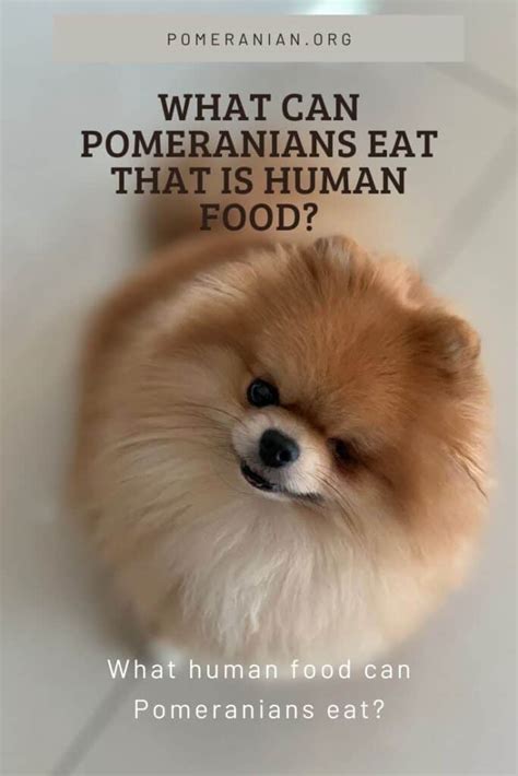 What Foods Can Pomeranians Eat That Is Human Food