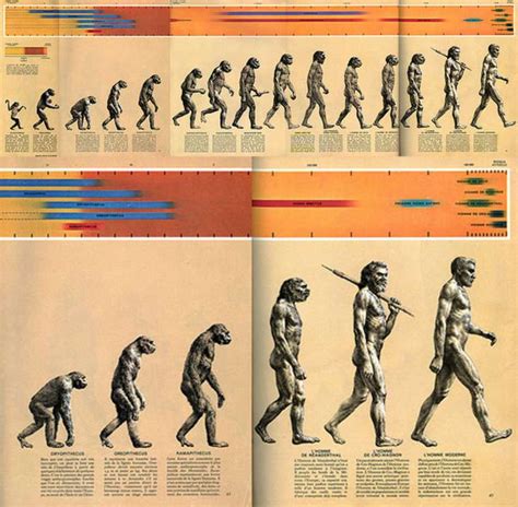 Etapas En La Linea Evolutiva Humana Evolucion Humana Homo Images