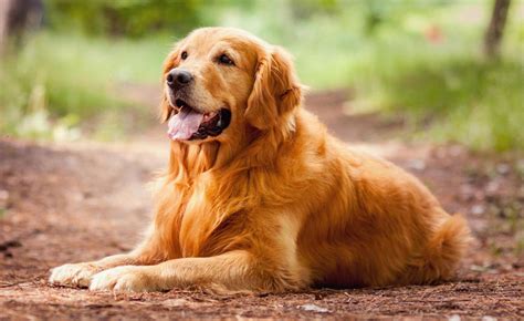 The Ultimate Guide To Golden Retrievers Everything You Need To Know