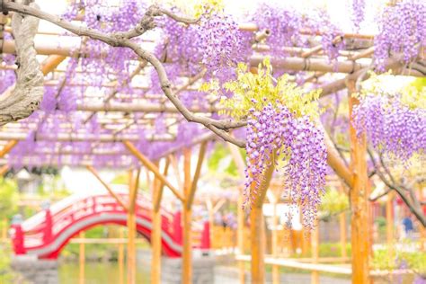 Top 7 Lễ Hội Hoa Tử Đằng đẹp Nhất Nên Xem Khi Du Lịch Nhật Bản Bloganchoi
