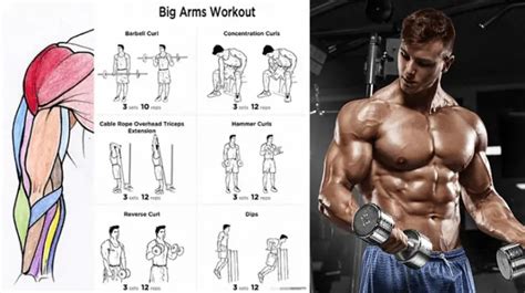 Bicep Workouts For Mass Health And Gym Guide
