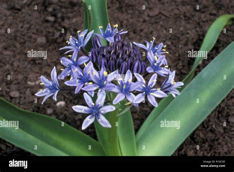 Cuban Lily Hi Res Stock Photography And Images Alamy