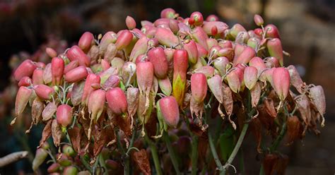 Cats and poisonous flowers and plants. Chandelier Plant | ASPCA