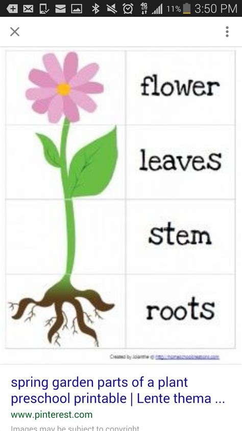 Pin By Sour Patch On Classroom Plant Preschool Parts Of A Plant